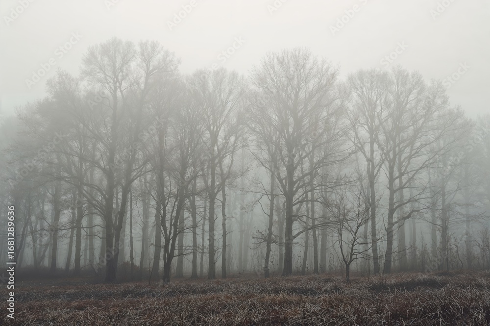Obraz premium Foggy dawn in a dense forest. Tree outlines hidden in heavy white mist. Faint hues of woodland blurred by damp atmosphere.