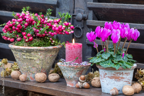 Garten-Arrangement mit pink Alpenveilchen (Cyclamen), Torfmyrte (Gaultheria mucronata) und einer Kerze