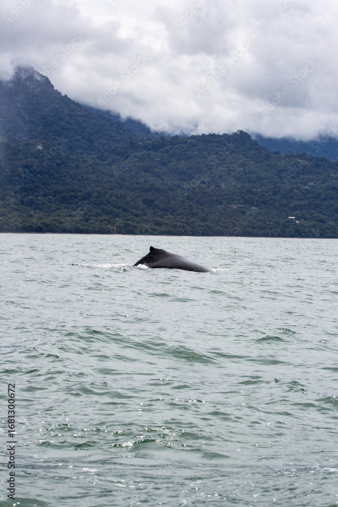 Fototapeta premium Humpback whale breaching the surface of the ocean with lush green mountains in the background under a cloudy sky