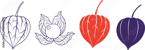 Explore physalis alkekengi plant vector art and design elements