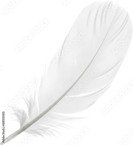 Elegant White Feather Isolated on Transparent Background, Soft and Delicate Bird Plumage Detail