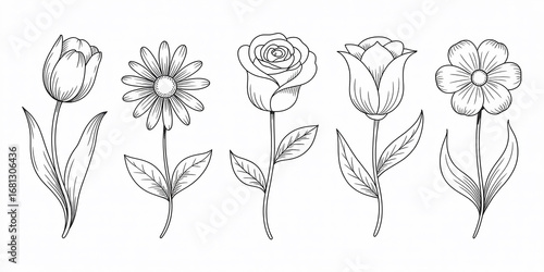 Five Line Art Flowers Tulip Rose Daisy Botanical Illustration