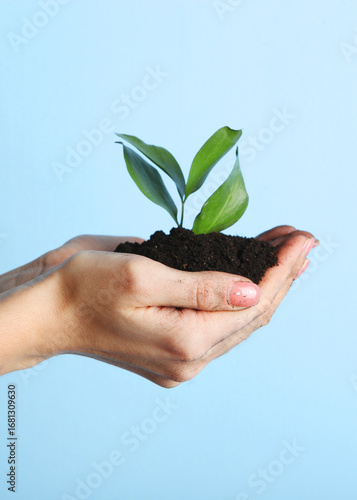 Wallpaper Mural new sprout in female hands top view. Place for text. Earth day concept. Torontodigital.ca