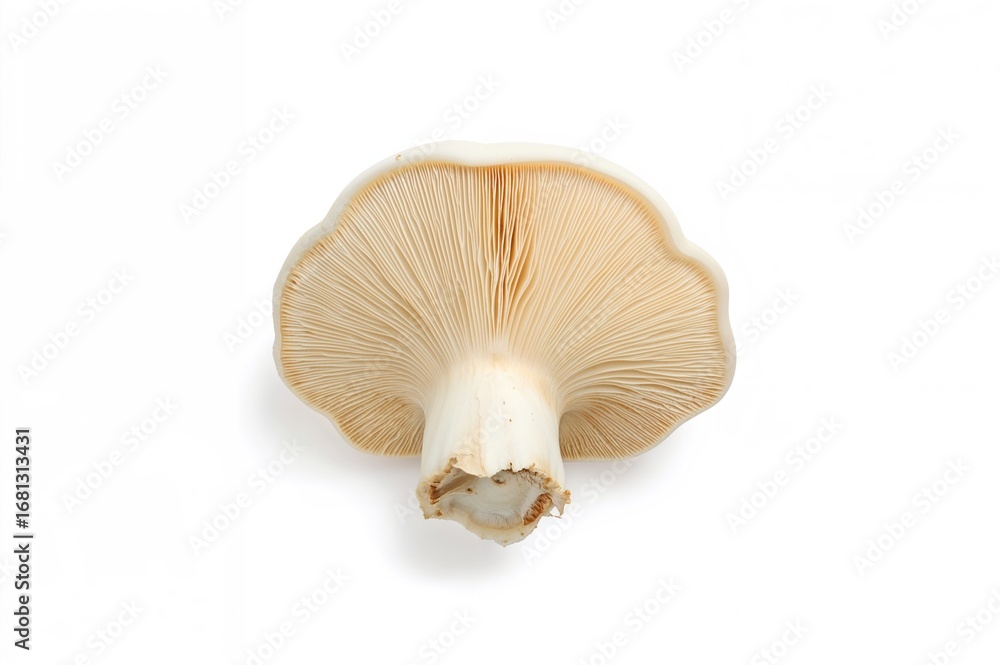 Fototapeta premium Eringi mushrooms displayed against a white backdrop