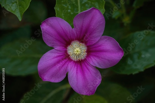 Stunning bloom of Cryptostegia madagascariensis from the Apocynaceae family, a woody perennial known as purple rubber vine.