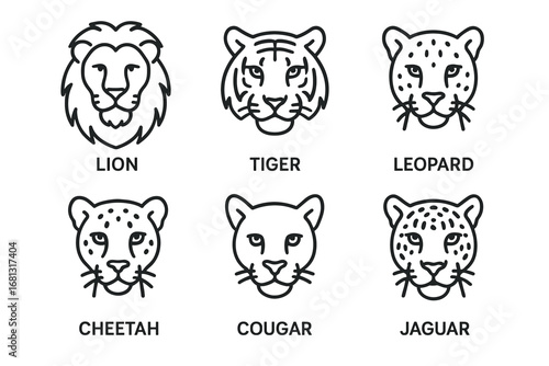 Line drawings of big cats: lion, tiger, leopard, cheetah, cougar, jaguar