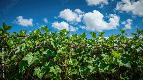 Close-Up of Vibrant Green Leaves Twining Around a Metal Fence Under a Bright Sky