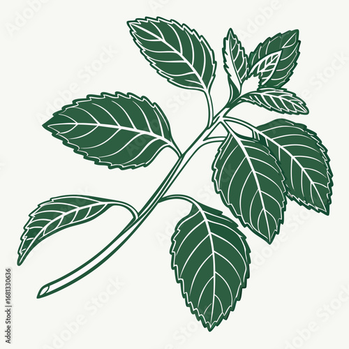 Stylized dark green mint leaves and stem illustration on a light cream background