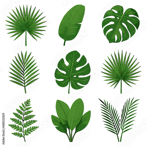 Icon fan vector tropical frond leaf philodendron palm broad monstera laceleaf grid