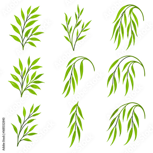 Branch strands boughs gentle branches drooping icon willow fine vector long