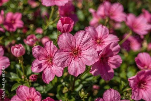 Vibrant pink blooms brighten a lush summer garden, highlighting the intricate beauty of flowers up close with detailed macro photography