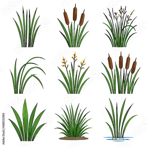 Cattail icon stalks brown wetland vector vectors stems tall growth dense plants