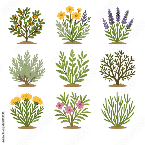 Shrub saltbush plant tea icon fourwing desert lavender vector mormon creosote
