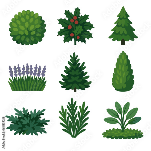 Dwarf rosemary vector hedge bush mat juniper icon garden holly plant boxwood