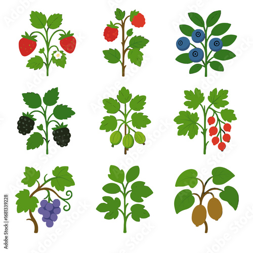 Cane strawberry garden blueberry kiwi plant raspberry sapling icon vector grapevine vectors