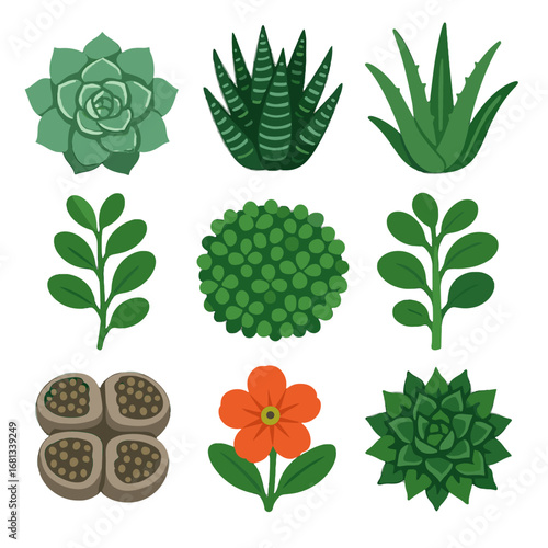 Haworthia vera jade crassula cluster collection icon stones vector sprig plant succulent