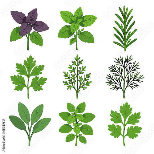Vector herb parsley sage hamburg rosemary cluster icon sprig leaf collection basil