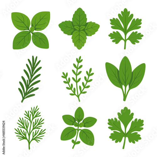 Leaves icon grid basil thyme mint herb vector sage dill twig sprig