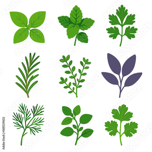 Herb creeping dill leaves purple set lemon vector sprig icon thyme rosemary