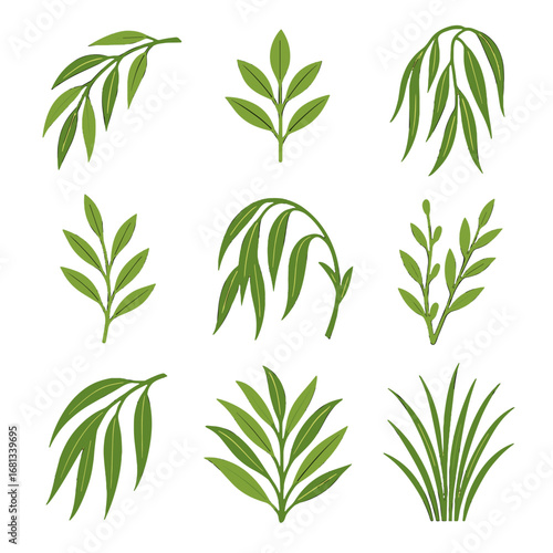 Fresh branches branch summer long icon vector leaves willow forest swaying