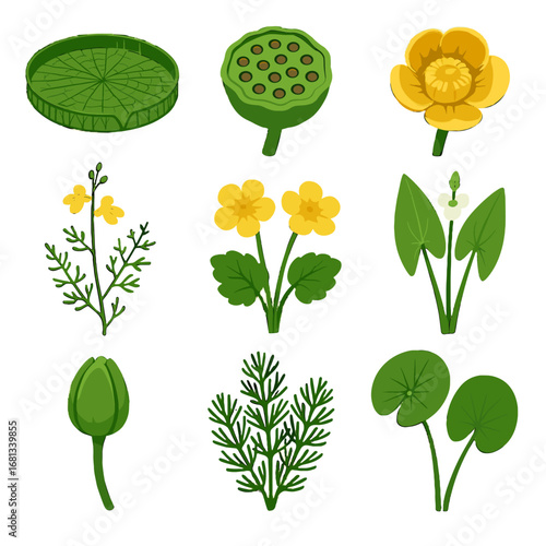 Collection bud plant water plants icon lily giant vector arrowhead marigold pond