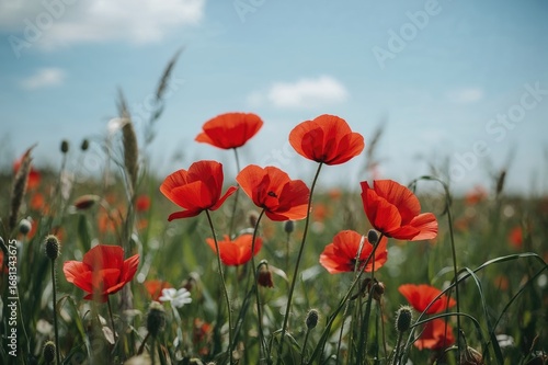 Bright red poppies scattered across a lush green meadow