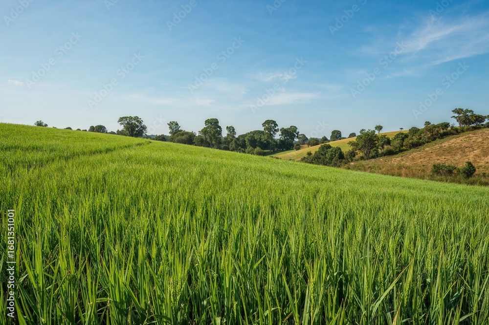 Obraz premium Agricultural land ready for harvesting soon, summer scenery with green crops and natural surroundings