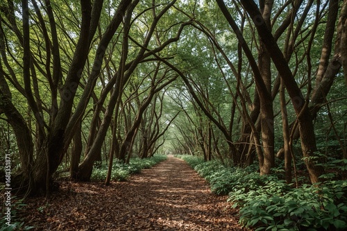 Trail through an enchanted ...