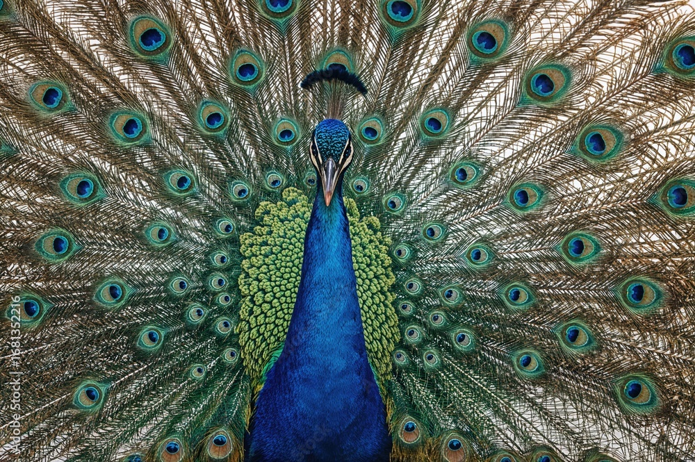 Obraz premium Close-up of a bird displaying its vibrant plumage with a colorful natural backdrop