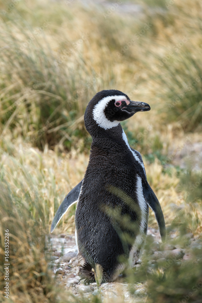 Obraz premium A Magellanic penguin stands gracefully on a rocky beach, surrounded by tall grass, capturing a tranquil moment in its natural Patagonian habitat