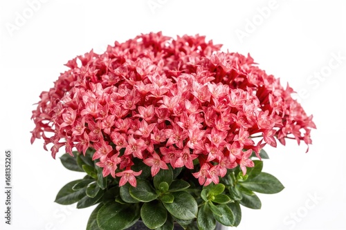 Wallpaper Mural Pink-flowered perennial succulent kalanchoe plant on a white backdrop Torontodigital.ca