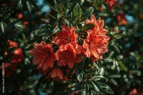 Vibrant red pomegranate blo...