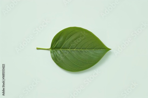 Minimalist nature concept w...