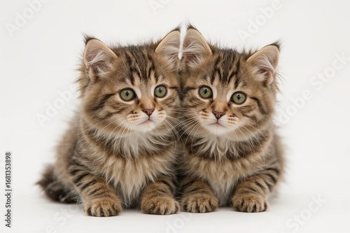 Close-up of a young tabby cat with Scottish Straight features, several months old, focused detail