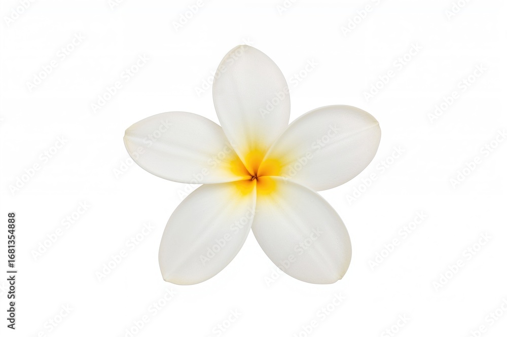 Fototapeta premium Isolated Plumeria rubra Blossom on a White Backdrop