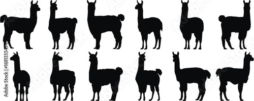 Llama silhouettes, black animal shapes, stylized poses, woolly body, isolated on white, farm creature, vector art, South American mammal