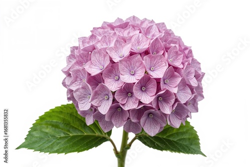 Pink Hydrangea macrophylla ...