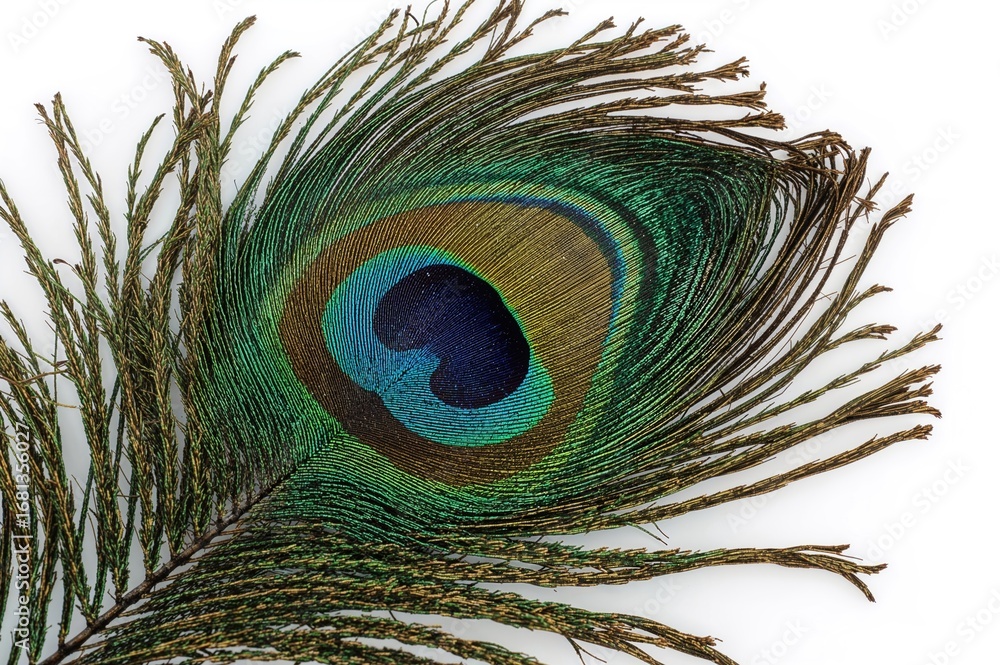 Obraz premium Feather of a peacock. Festival attire embellishment. Plumage for a costume.