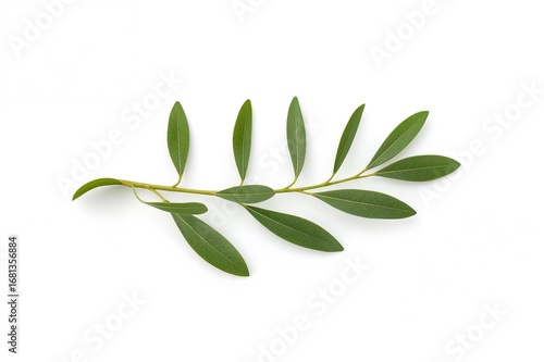 Single olive branch on a pl...