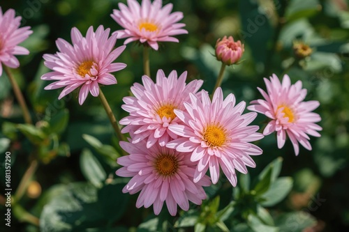 Yellow-centered pink chrysanthemum blossoms
