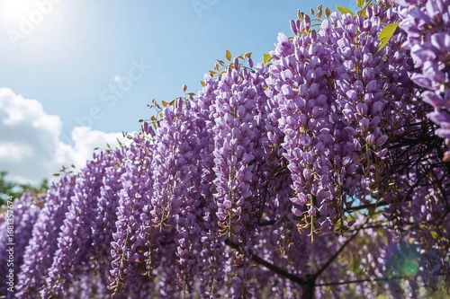 Vine Covered with Lavender ...