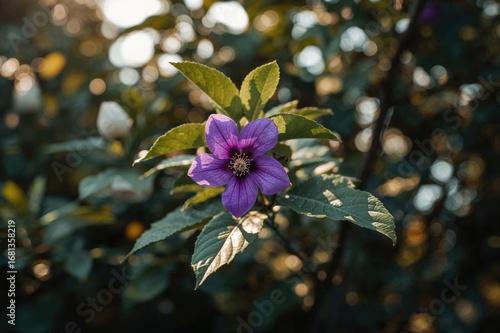 Blooming purple Strophanthu...