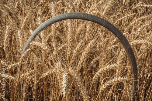 Old sickle and wheat ears i...