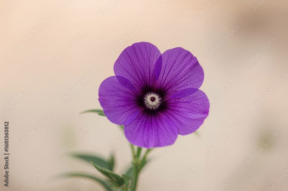 Obraz premium Close-up of a violet blossom and its pollen-bearing structure