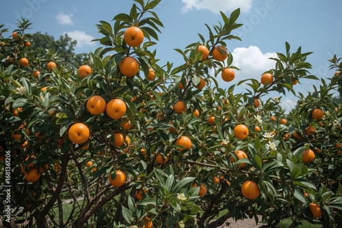 Mature citrus fruits hangin...