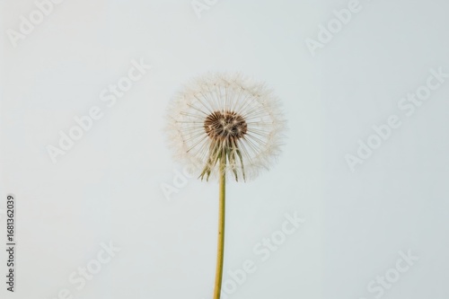 Wallpaper Mural A single aged dandelion against a plain backdrop Torontodigital.ca