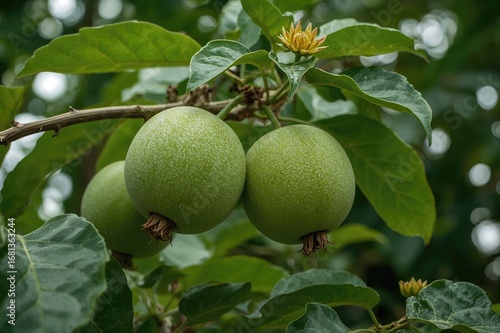 Fruiting of the Paulownia t...