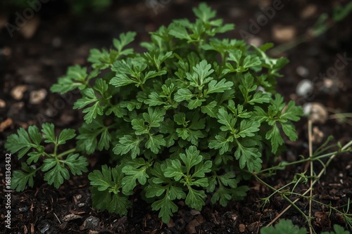 Fresh organic parsley thriv...