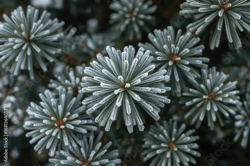 Winter frost blankets pine ...