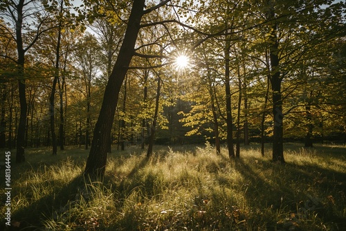 Viewing a leafy woodland sc...